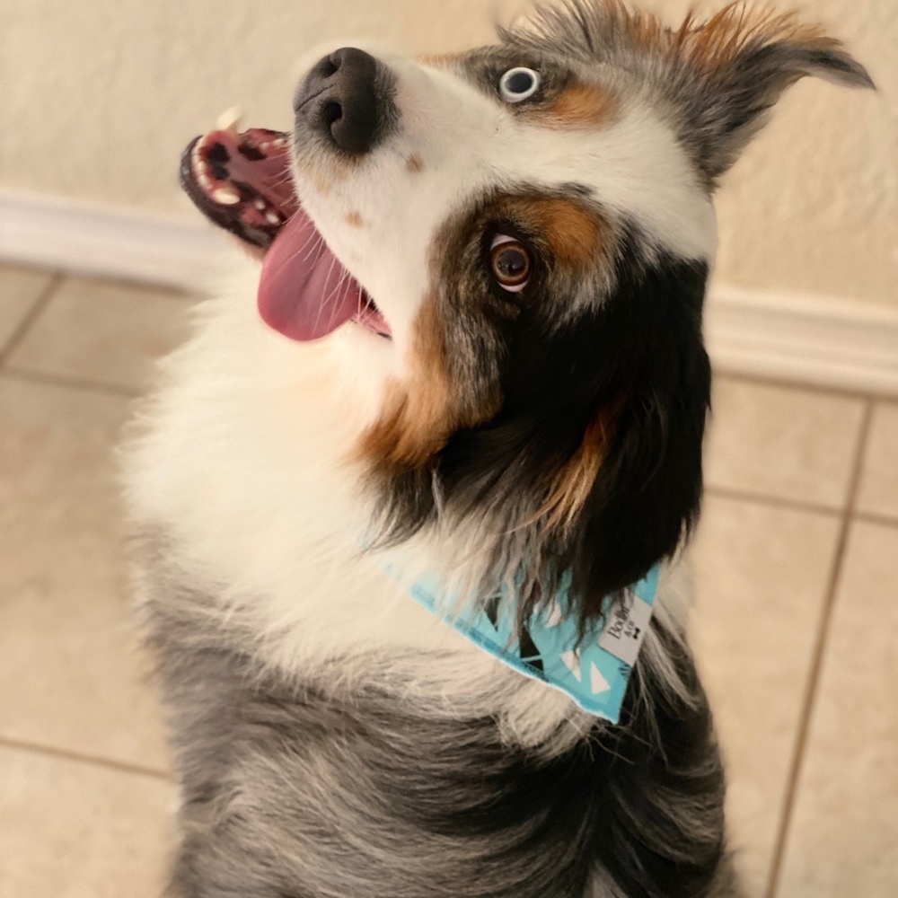 The Rosie Rue Dog Bandana! - Picture 2 of 5